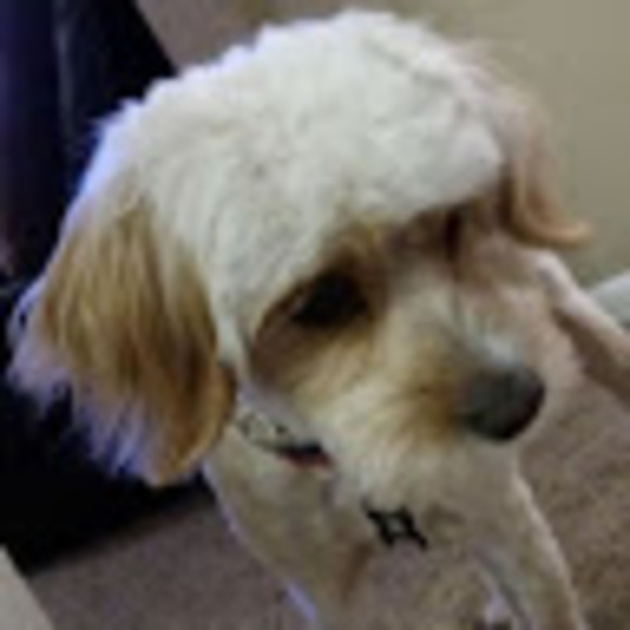 Meet your Posher, Conner - Picture 1 of 1